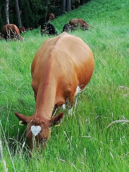 Ferienwohnung Fuer Naturfreunde Rathmannsdorf Bagian luar foto